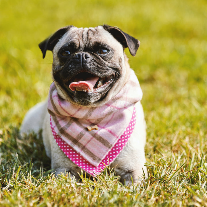 Heritage Tartan Dog Bandanas