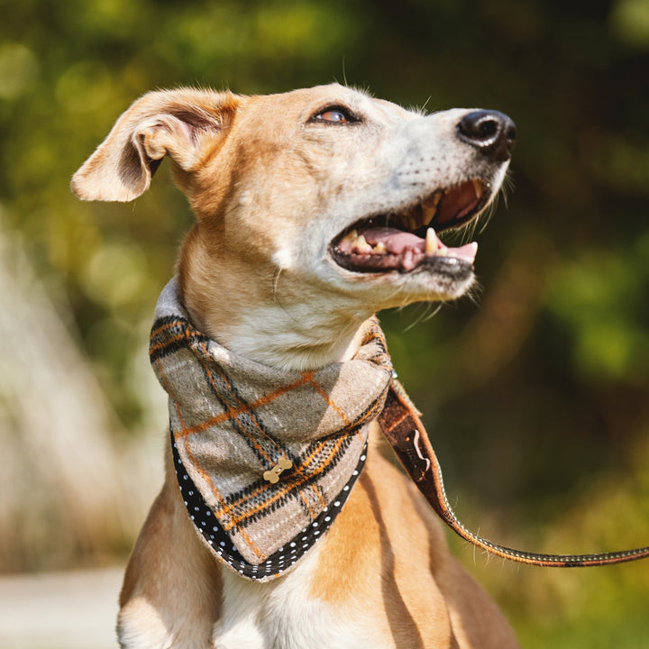 Heritage Tartan Dog Bandanas