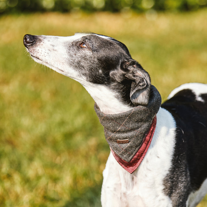 Heritage Tartan Dog Bandanas