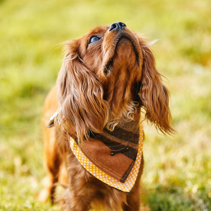 Heritage Tartan Dog Bandanas