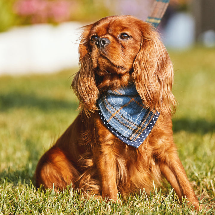 Heritage Tartan Dog Bandanas