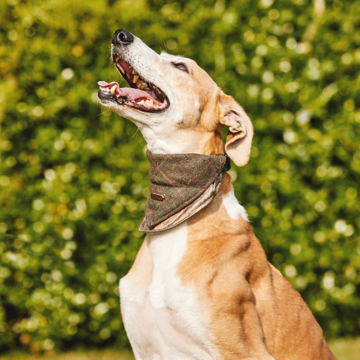 Heritage Tartan Dog Bandanas